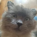 semka_woster