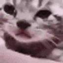 sadKitten sadKitten