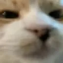cat_hmmm