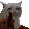 FR_catshoot animated Discord emote from Friends 18+ Sfw | Adults-only • active-chat • Mature • Friendly • Gaming • Lgbtq+ • Hangout