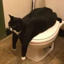 toiletcat