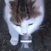 fu_death