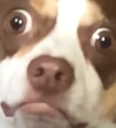 bubs1 Discord emoji