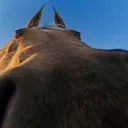 hhhhhhhhhhhhhhorse