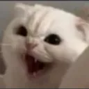 cbe_meoww cbe_meoww