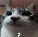 q_