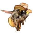 beehaw