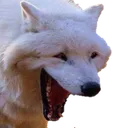 DoggoWheeze