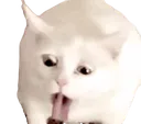 catpuke