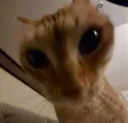 catgotgames catgotgames