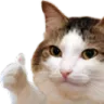 thumbsupcat