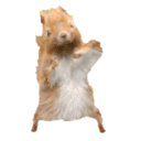 SQUIRREL Discord emoji