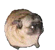 DancingDog