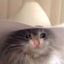 cryingcat