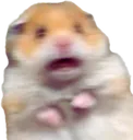 Ham_AH