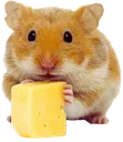Ham_Cheese Ham_Cheese
