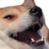 doggokek doggokek
