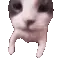 kisscat