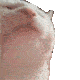 FR_catvibe animated GIF emoji | Friends 18+ Sfw | Adults-only • active-chat • Mature • Friendly • Gaming • Lgbtq+ • Hangout
