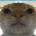 FR_catft Discord Emoji | Friends 18+ Sfw | Adults-only • active-chat • Mature • Friendly • Gaming • Lgbtq+ • Hangout