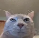 roberto roberto
