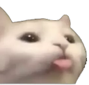 FR_cattongue Discord sticker - Friends 18+ Sfw | Adults-only • active-chat • Mature • Friendly • Gaming • Lgbtq+ • Hangout