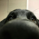 hello_nose_dog Discord emoji