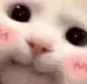FayoBlush FayoBlush