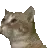 catbop