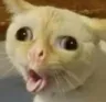 CoughCat