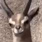 lurk