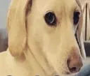 perro