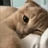 sad_cat_pls sad_cat_pls
