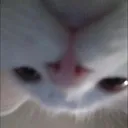 elgato