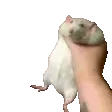 RatShake
