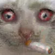 stonercat