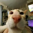 gato