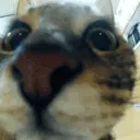 catjump
