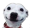 dog Discord emoji