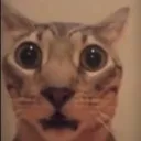 shock