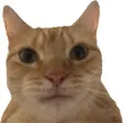 weirdcat