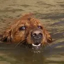 doggyfroggy