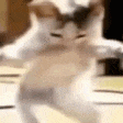kittydance