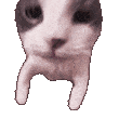 Catmuah Discord Emoji