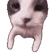Catmuah Catmuah