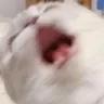 cat_pain