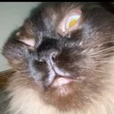 WHATISWRONGWITHMYCAT