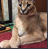 politecat Discord emoji