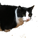 tuna Discord emoji