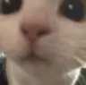 cat_stare